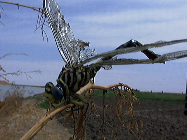 Insects