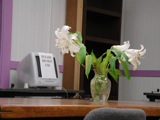 Lilies