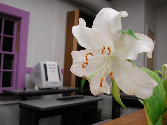Lilies