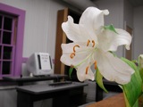Lilies