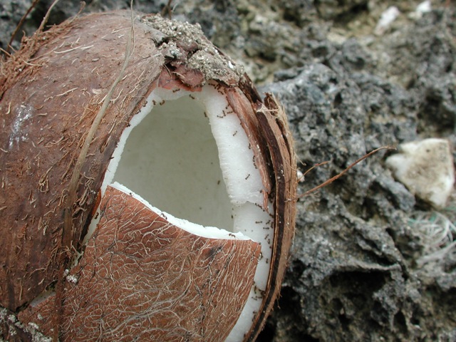 Coconuts
