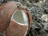 Coconuts