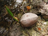 Coconuts