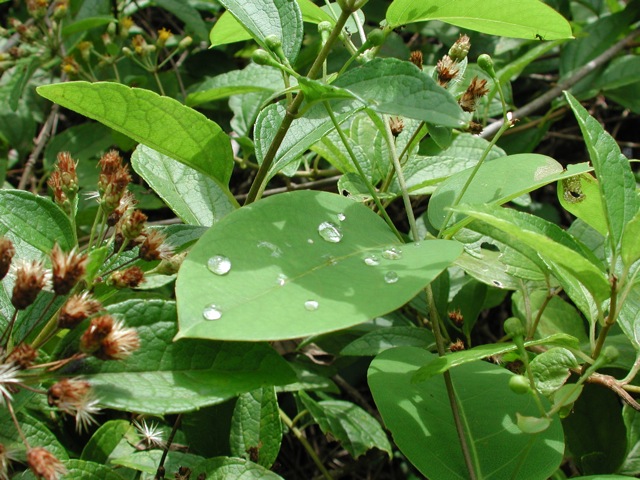 Leaves