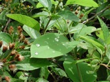 Leaves