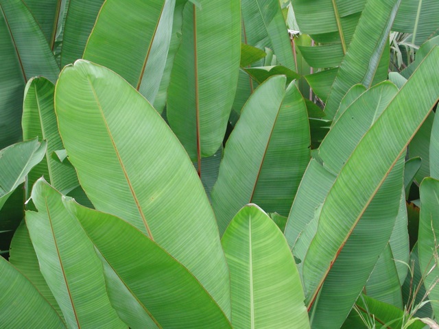 Leaves