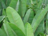 Samb&uacute;