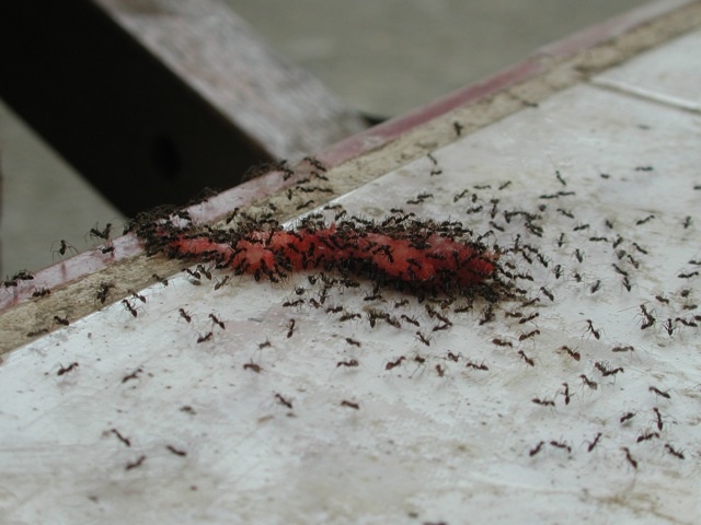Ants