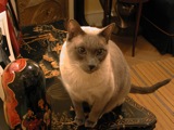Cats