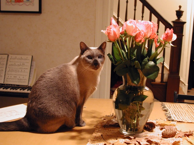 Cats