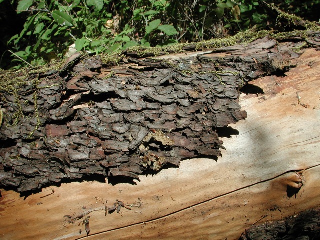 Trees