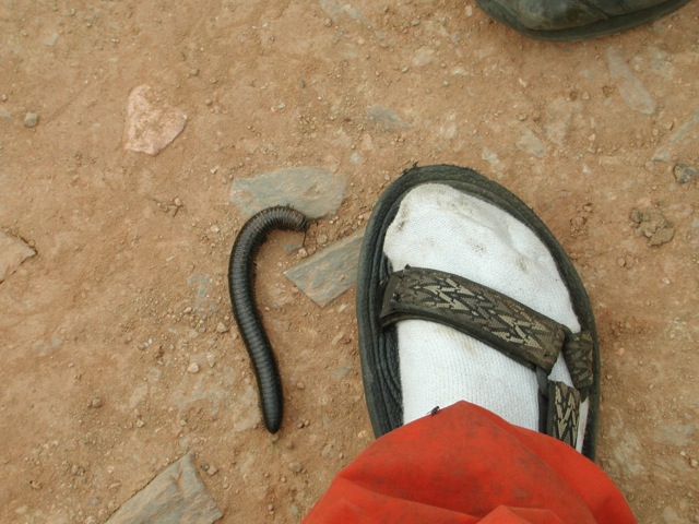 Feet