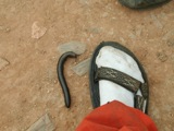 Feet