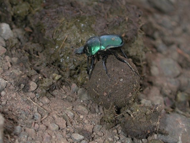 Dung Beetles