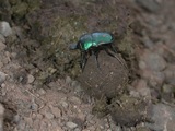 Beetles