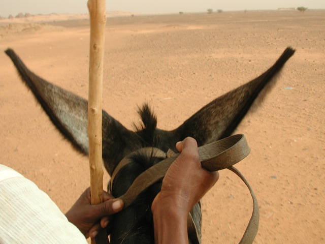 Donkeys