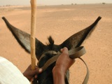 Mammals