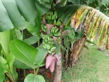 Vanuatu