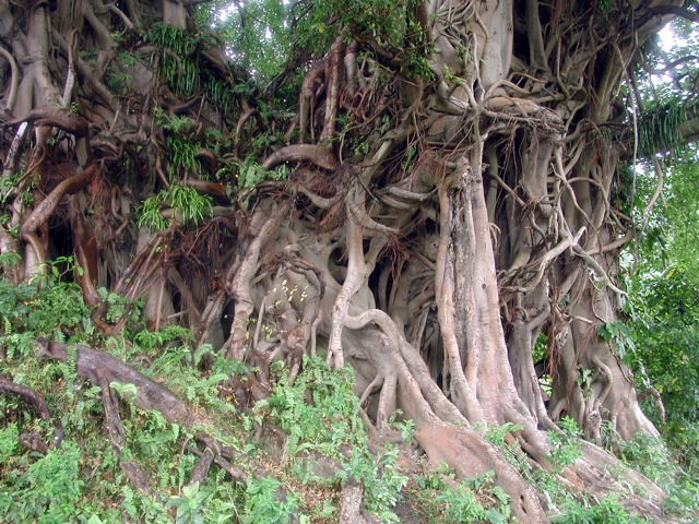 Banyan
