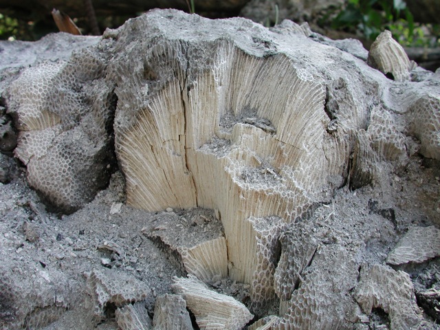 Coral