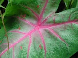 Leaves