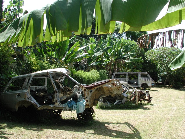 Palm Trees