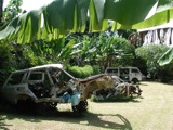 Palm Trees