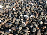 Coastline