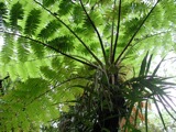 Ferns