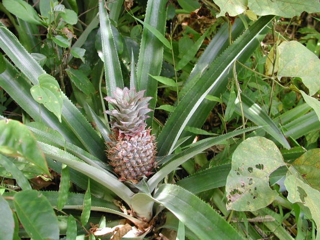 Pineapples