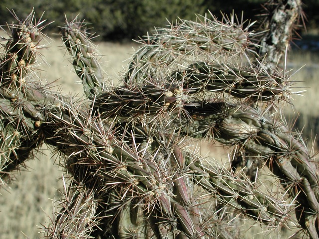Cactus
