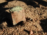 Lichen