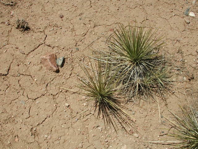 Yucca