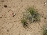 Yucca