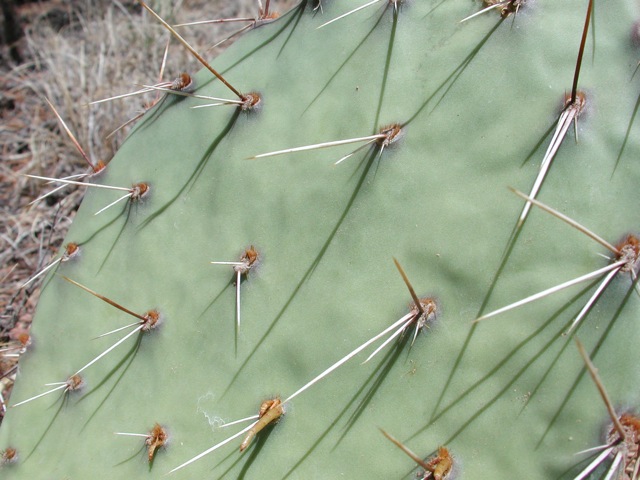 Cactus