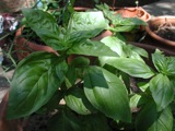 Potted Plants