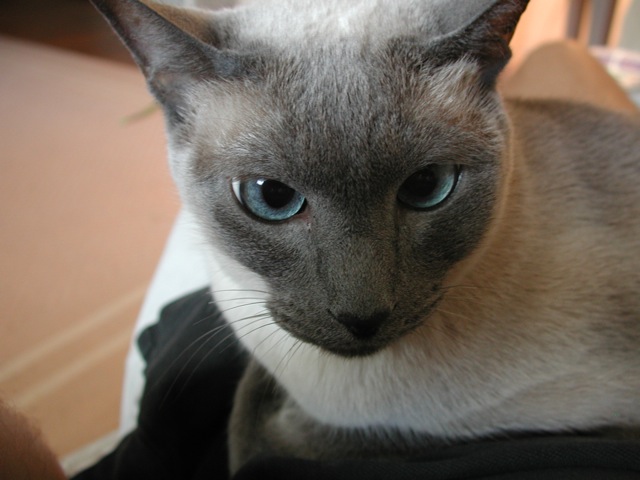 Sugar