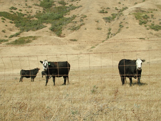 Cows