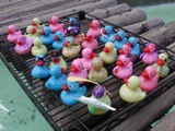 Ducks