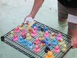 Ducks