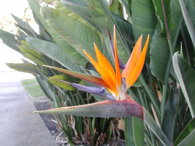 Bird of Paradise