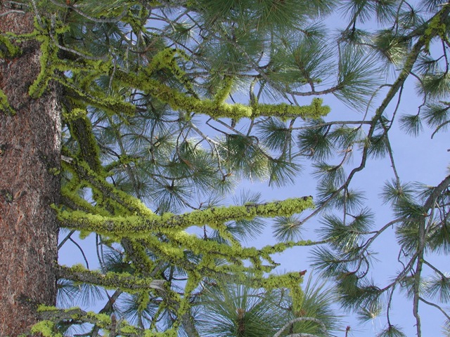 2003