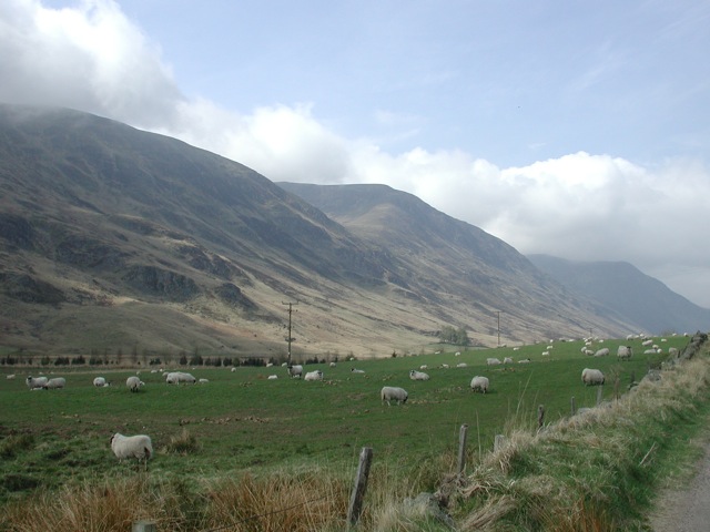 Livestock