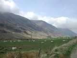 Livestock