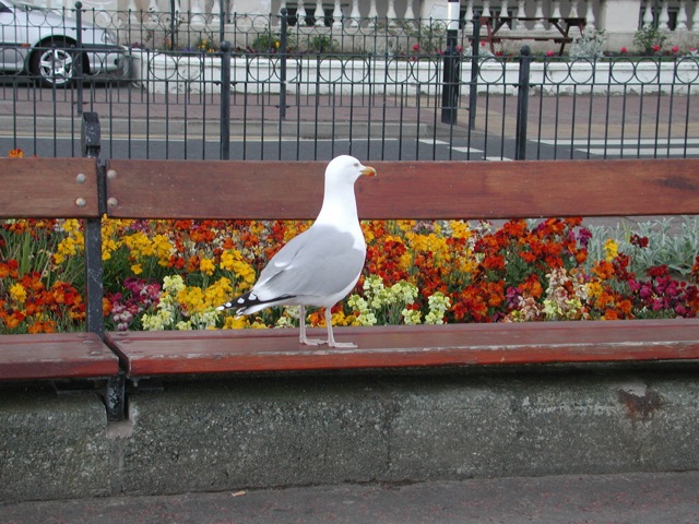 Seagulls