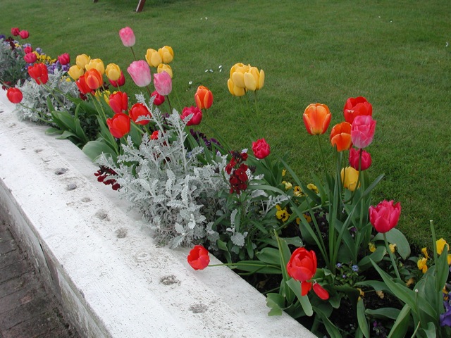 Tulips
