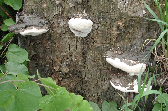 Mushrooms