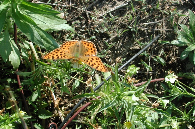 Butterflies