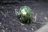 Beetles