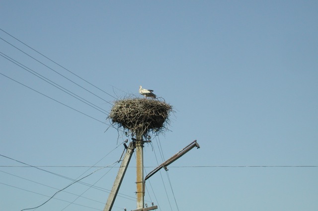 Nests